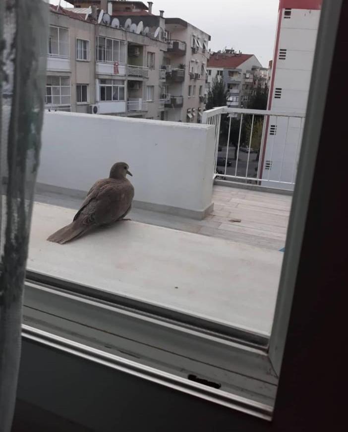 Zuebeyde Hanim Homes Apartment Izmir